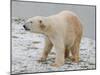 Polar Bear after the Bath Full Bleed-Martin Fowkes-Mounted Giclee Print