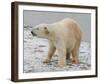 Polar Bear after the Bath Full Bleed-Martin Fowkes-Framed Giclee Print