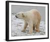 Polar Bear after the Bath Full Bleed-Martin Fowkes-Framed Giclee Print