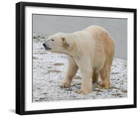 Polar Bear after the Bath Full Bleed-Martin Fowkes-Framed Giclee Print