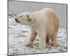 Polar Bear after the Bath Full Bleed-Martin Fowkes-Mounted Giclee Print