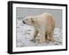 Polar Bear after the Bath-Martin Fowkes-Framed Giclee Print