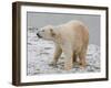 Polar Bear after the Bath-Martin Fowkes-Framed Giclee Print