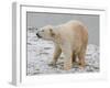 Polar Bear after the Bath-Martin Fowkes-Framed Giclee Print