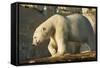 Polar Bear along Hudson Bay, Nunavut, Canada-Paul Souders-Framed Stretched Canvas