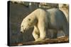 Polar Bear along Hudson Bay, Nunavut, Canada-Paul Souders-Stretched Canvas