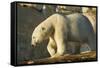 Polar Bear along Hudson Bay, Nunavut, Canada-Paul Souders-Framed Stretched Canvas