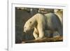 Polar Bear along Hudson Bay, Nunavut, Canada-Paul Souders-Framed Photographic Print