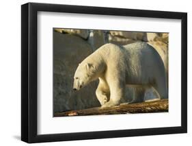 Polar Bear along Hudson Bay, Nunavut, Canada-Paul Souders-Framed Photographic Print