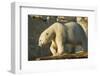 Polar Bear along Hudson Bay, Nunavut, Canada-Paul Souders-Framed Photographic Print