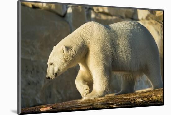 Polar Bear along Hudson Bay, Nunavut, Canada-Paul Souders-Mounted Photographic Print