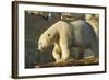 Polar Bear along Hudson Bay, Nunavut, Canada-Paul Souders-Framed Photographic Print