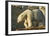 Polar Bear along Hudson Bay, Nunavut, Canada-Paul Souders-Framed Photographic Print