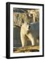 Polar Bear along Hudson Bay, Nunavut, Canada-Paul Souders-Framed Photographic Print