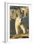 Polar Bear along Hudson Bay, Nunavut, Canada-Paul Souders-Framed Photographic Print