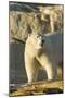 Polar Bear along Hudson Bay, Nunavut, Canada-Paul Souders-Mounted Photographic Print