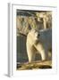 Polar Bear along Hudson Bay, Nunavut, Canada-Paul Souders-Framed Photographic Print