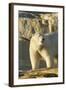 Polar Bear along Hudson Bay, Nunavut, Canada-Paul Souders-Framed Photographic Print