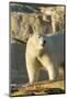 Polar Bear along Hudson Bay, Nunavut, Canada-Paul Souders-Mounted Photographic Print