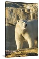 Polar Bear along Hudson Bay, Nunavut, Canada-Paul Souders-Stretched Canvas