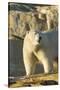 Polar Bear along Hudson Bay, Nunavut, Canada-Paul Souders-Stretched Canvas