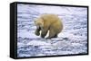 Polar Bear and Arctic Fox-Darrell Gulin-Framed Stretched Canvas