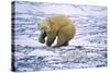 Polar Bear and Arctic Fox-Darrell Gulin-Stretched Canvas