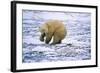 Polar Bear and Arctic Fox-Darrell Gulin-Framed Photographic Print