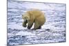 Polar Bear and Arctic Fox-Darrell Gulin-Mounted Photographic Print