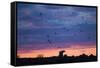 Polar Bear and Arctic Terns, Hudson Bay, Manitoba, Canada-Paul Souders-Framed Stretched Canvas