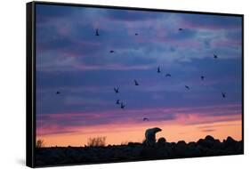 Polar Bear and Arctic Terns, Hudson Bay, Manitoba, Canada-Paul Souders-Framed Stretched Canvas