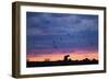 Polar Bear and Arctic Terns, Hudson Bay, Manitoba, Canada-Paul Souders-Framed Photographic Print