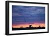 Polar Bear and Arctic Terns, Hudson Bay, Manitoba, Canada-Paul Souders-Framed Photographic Print