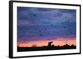 Polar Bear and Arctic Terns, Hudson Bay, Manitoba, Canada-Paul Souders-Framed Photographic Print