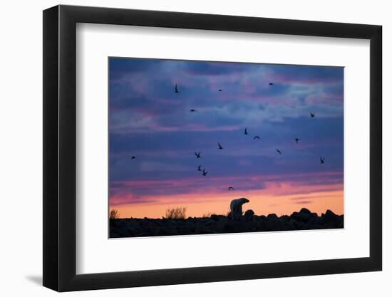 Polar Bear and Arctic Terns, Hudson Bay, Manitoba, Canada-Paul Souders-Framed Photographic Print