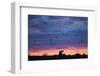 Polar Bear and Arctic Terns, Hudson Bay, Manitoba, Canada-Paul Souders-Framed Photographic Print