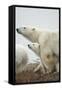 Polar Bear and Cub by Hudson Bay, Manitoba, Canada-Paul Souders-Framed Stretched Canvas