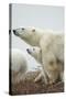 Polar Bear and Cub by Hudson Bay, Manitoba, Canada-Paul Souders-Stretched Canvas