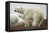 Polar Bear and Cub by Hudson Bay, Manitoba, Canada-Paul Souders-Framed Stretched Canvas