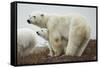 Polar Bear and Cub by Hudson Bay, Manitoba, Canada-Paul Souders-Framed Stretched Canvas