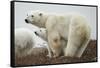 Polar Bear and Cub by Hudson Bay, Manitoba, Canada-Paul Souders-Framed Stretched Canvas