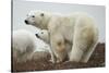 Polar Bear and Cub by Hudson Bay, Manitoba, Canada-Paul Souders-Stretched Canvas