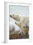 Polar Bear and Cub by Hudson Bay, Manitoba, Canada-Paul Souders-Framed Photographic Print