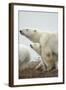 Polar Bear and Cub by Hudson Bay, Manitoba, Canada-Paul Souders-Framed Photographic Print