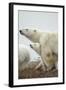 Polar Bear and Cub by Hudson Bay, Manitoba, Canada-Paul Souders-Framed Photographic Print