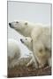 Polar Bear and Cub by Hudson Bay, Manitoba, Canada-Paul Souders-Mounted Photographic Print