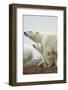 Polar Bear and Cub by Hudson Bay, Manitoba, Canada-Paul Souders-Framed Photographic Print