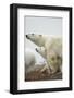 Polar Bear and Cub by Hudson Bay, Manitoba, Canada-Paul Souders-Framed Photographic Print