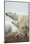 Polar Bear and Cub by Hudson Bay, Manitoba, Canada-Paul Souders-Mounted Photographic Print