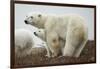 Polar Bear and Cub by Hudson Bay, Manitoba, Canada-Paul Souders-Framed Photographic Print